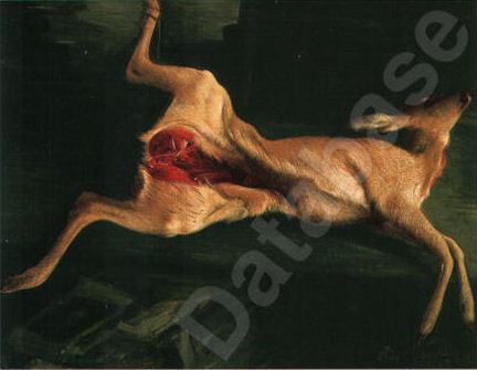 G_Aufgebrochenes_Reh