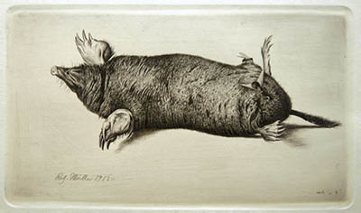 Richard M&uuml;ller (1874-1954),Geduldig zeichnete M&uuml;ller die Ursache f&uuml;r die
Maulwurfsh&uuml;gel in seinem Garten,R.M. patiently worked to bring to paper the cause of the hills
in his garden